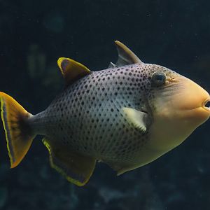 Yellowmargin triggerfish (Pseudobalistes flavimarginatus), 2025-05-17