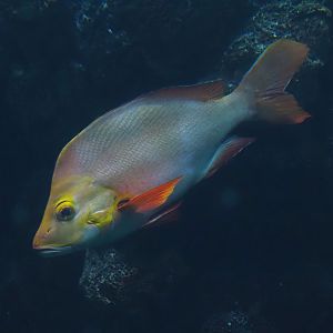 Humpback red snapper (Lutjanus gibbus), 2025-05-17