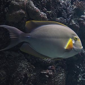 Yellowfin surgeonfish (Acanthurus xanthopterus), 2025-05-17