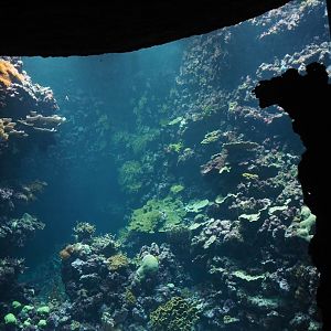 Living reef tank, 2025-05-17