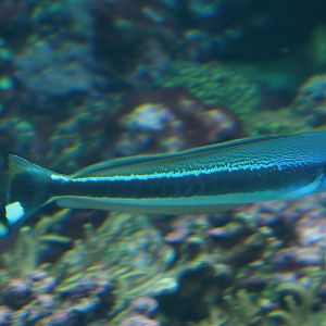 Banded blanquillo or Blue torpedo goby (Malacanthus latovittatus), 2025-05-17