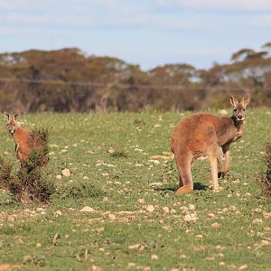 Red Kangaroos (Osphranter rufus)
