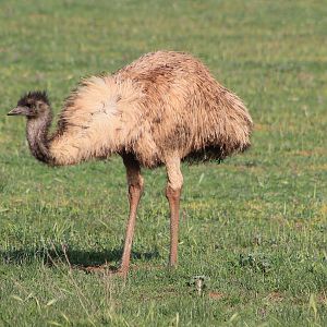 juvenile Emu (Dromaius novaehollandiae)