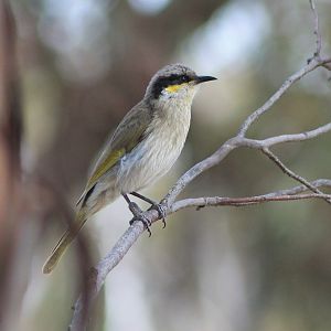 Singing Honeyeater (Gavicalis virescens)