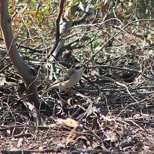 Brown-headed Honeyeater (Melithreptus brevirostris)