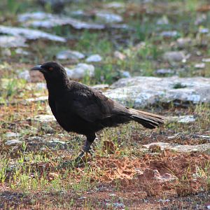 White-winged Chough (Corcorax melanorhamphos)