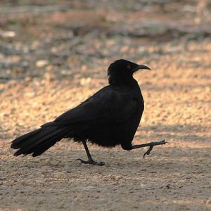 White-winged Chough (Corcorax melanorhamphos)
