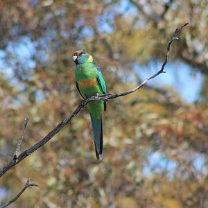 Australian Ringneck (Barnardius zonarius barnardi)