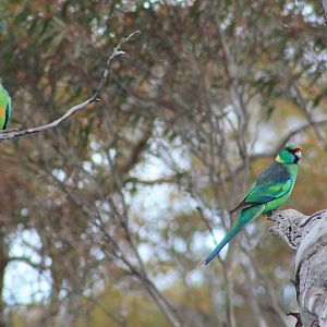 Australian Ringnecks (Barnardius zonarius barnardi)