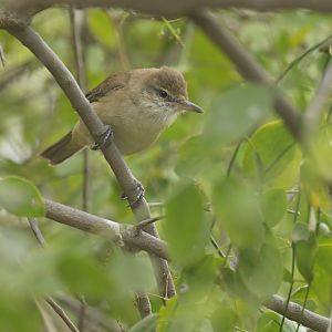 Clamorous Reed-Warbler Acrocephalus stentoreus
