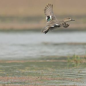 Green-winged Teal Anas crecca