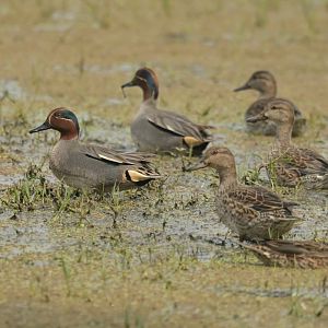Green-winged Teal Anas crecca