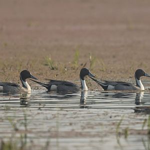 Northern Pintail Anas acuta