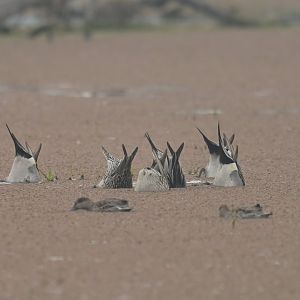 Northern Pintail Anas acuta