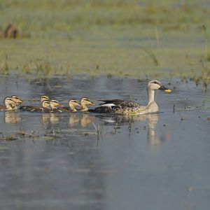 Indian Spot-billed Duck Anas poecilorhyncha