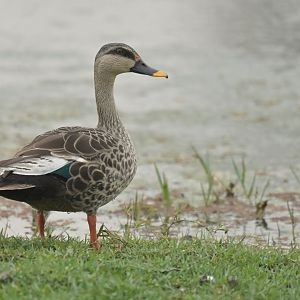 Indian Spot-billed Duck Anas poecilorhyncha