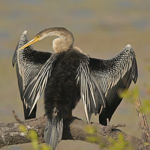 Oriental Darter Anhinga melanogaster