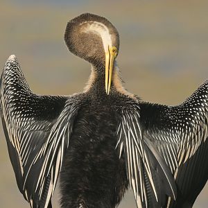 Oriental Darter Anhinga melanogaster