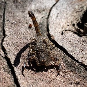 Marbled Scorpion