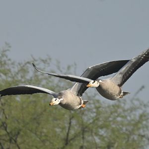 Bar-headed goose Anser indicus