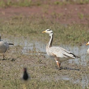 Bar-headed goose Anser indicus