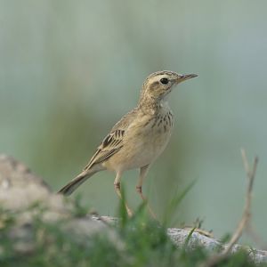 Tawny pipit Anthus campestris