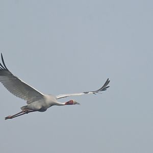 Sarus crane Antigone antigone