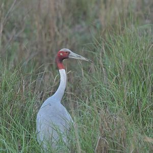 Sarus crane Antigone antigone