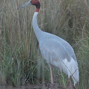 Sarus crane Antigone antigone