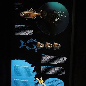Flashlight fish signage, 2025-05-17