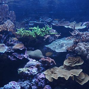 Reef tank, 2025-05-17