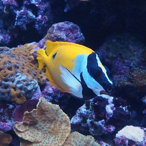 Common foxface (Siganus vulpinus), 2025-05-17