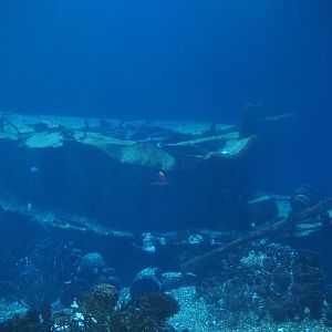 Shipwreck in the big shark and large fish tank, 2025-05-17