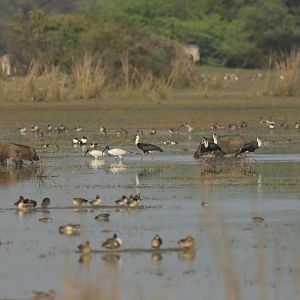Keoladeo Gana scenery
