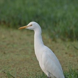 Eastern Cattle Egret Ardea coromanda
