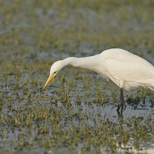 Medium Egret Ardea intermedia