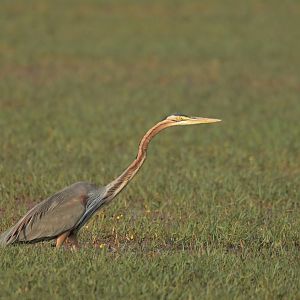 Purple heron Ardea purpurea