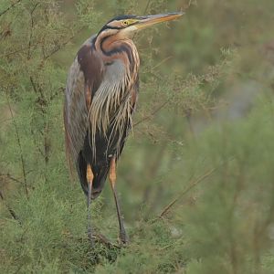 Purple heron Ardea purpurea
