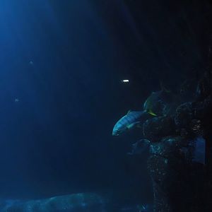 Schooling fish tank, 2025-05-17