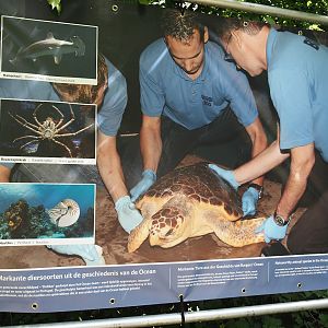 Noteworthy species kept in the history of Burgers' Ocean signage, 2025-05-17