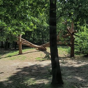 African lion exhibit, 2025-05-17