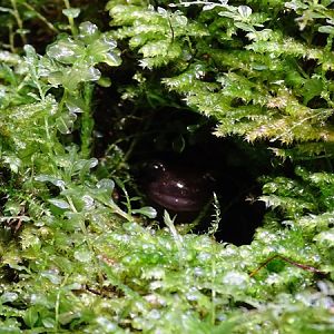 Hokkaido salamander (Hynobius retardatus)