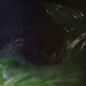 Basin White-lipped Frog (Leptodactylus syphax)