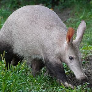 Aardvark