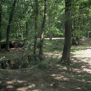 African lion exhibit, 2025-05-17