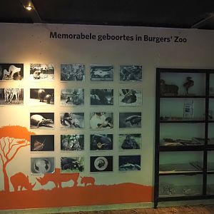 Burgers' Zoo's breeding results signage, 2025-05-17