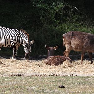 Grant's zebra (Equus quagga boehmi) and Ellipsen waterbuck (Kobus ellipsiprymnus ellipsiprymnus), 2025-05-17