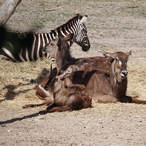 Grant's zebra (Equus quagga boehmi) and Ellipsen waterbuck (Kobus ellipsiprymnus ellipsiprymnus), 2025-05-17