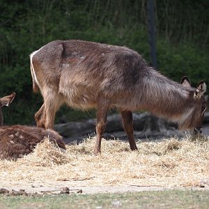 Ellipsen waterbuck (Kobus ellipsiprymnus ellipsiprymnus), 2025-05-17