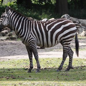 Grant's zebra (Equus quagga boehmi), 2025-05-17